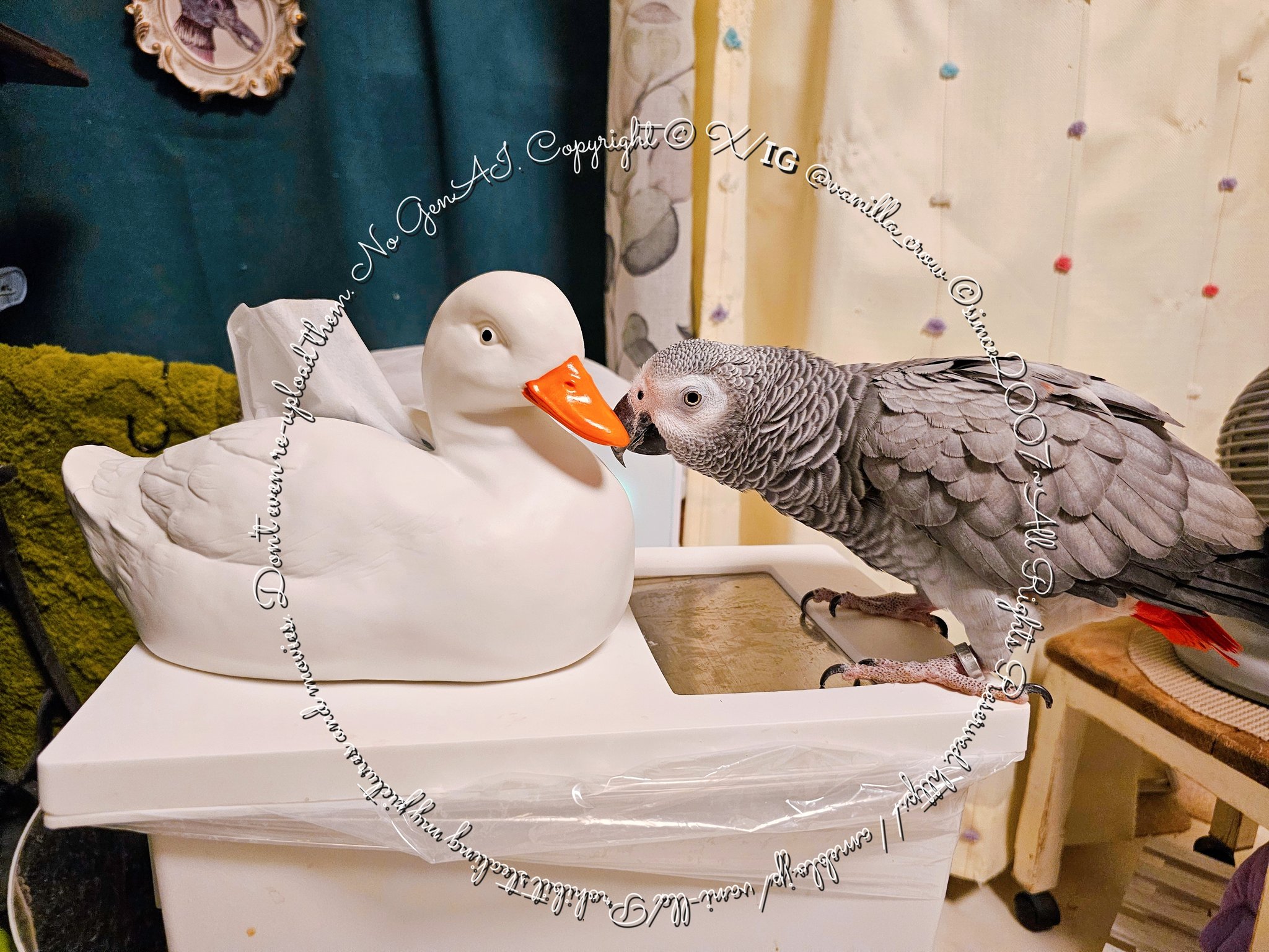 白鷗【小鳥＝羽虫無心】肉質画 Shiro of white java sparrow [Indie anime](English sub) - YouTube