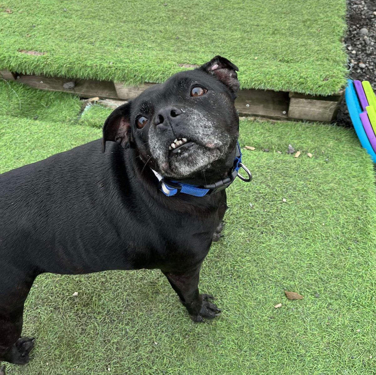 Pudgy is just the loveliest lady and will be a wonderful companion for anyone who loves staffies She is looking for the most wonderful home where she can love and be loved for the rest of her life
amiciidogrescue.org.uk/adopt-a-dog
#Worcestershire #Pershore #Evesham #BirminghamUK #Worcester