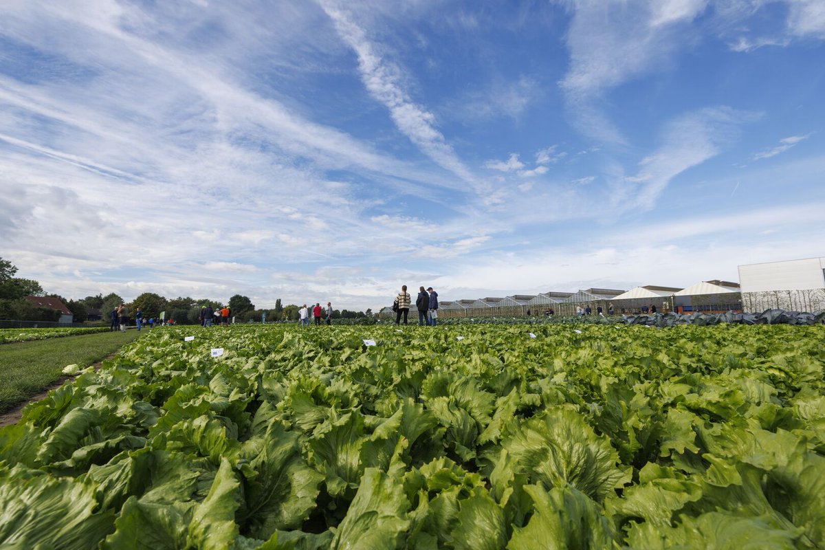 It is possible to grow lettuce with significantly lower levels of nitrogen? Rijk Zwaan tested this in the breeding fields for 8 years. Now it's new iceberg lettuce varieties can cope with less nitrogen. 
#Sustainability #Horticultural_Innovation #CSR
eu1.hubs.ly/H0nn_-M0