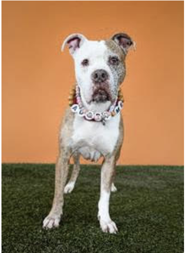 Robyn A. Friedman (@robynafriedman) on Twitter photo Save a life! Adopt a #dog from <a href="/AdoptMiamiPets/">Miami-Dade County Animal Services</a>, which is waiving adoption fees for dogs > 40 lbs. through 9/30 in partnership with <a href="/bestfriends/">Best Friends</a>. And check out Dobie, who is still waiting patiently for his own furever home. miamidade.gov/animals Save a life! Adopt a #dog from <a href="/AdoptMiamiPets/">Miami-Dade County Animal Services</a>, which is waiving adoption fees for dogs > 40 lbs. through 9/30 in partnership with <a href="/bestfriends/">Best Friends</a>. And check out Dobie, who is still waiting patiently for his own furever home. miamidade.gov/animals