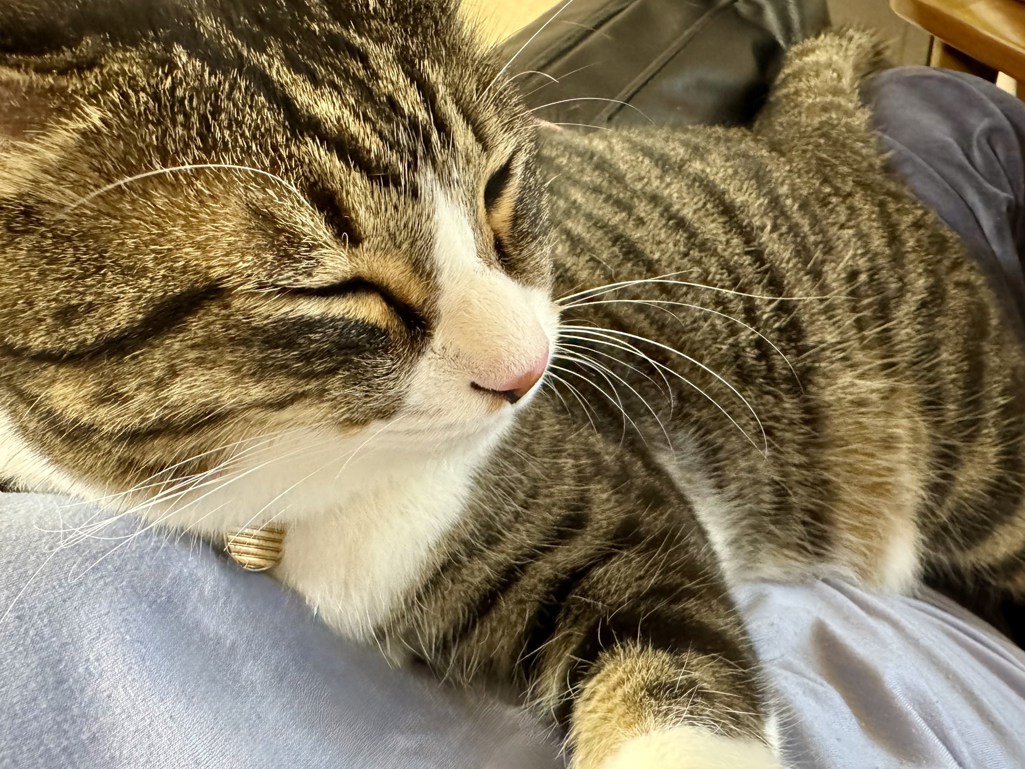 虎猫PC こてこたの日常🐈✨🐈 on X: 