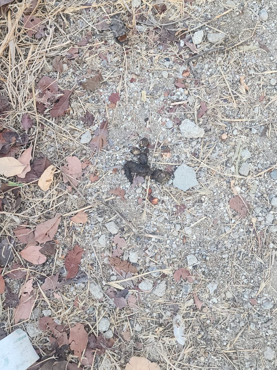 🔴 | ALÇAKLAR!

Başıboş köpek saldırısı nedeniyle kaybettiğimiz evladımız Mahra'nın mezarına köpek yemi bırakmışlar.

Mezarlığa köpekleri sokup her yeri köpek dışkılarıyla doldurmuşlar. Hayatını kaybetmiş bir çocuğun hatırasına saldıracak kadar alçak bir güruhla karşı karşıyayız.