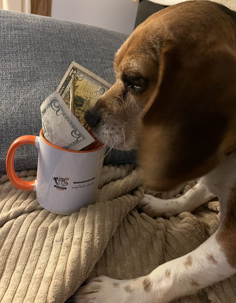 Jozz here, it is $5 Friday and this wee little nugget was in need of help and Lola and the #CoopTroop stepped up. I would love for you to join us in helping Noelle get off to the healthy start that she should have had and to find her perfect people. Donation link below.
