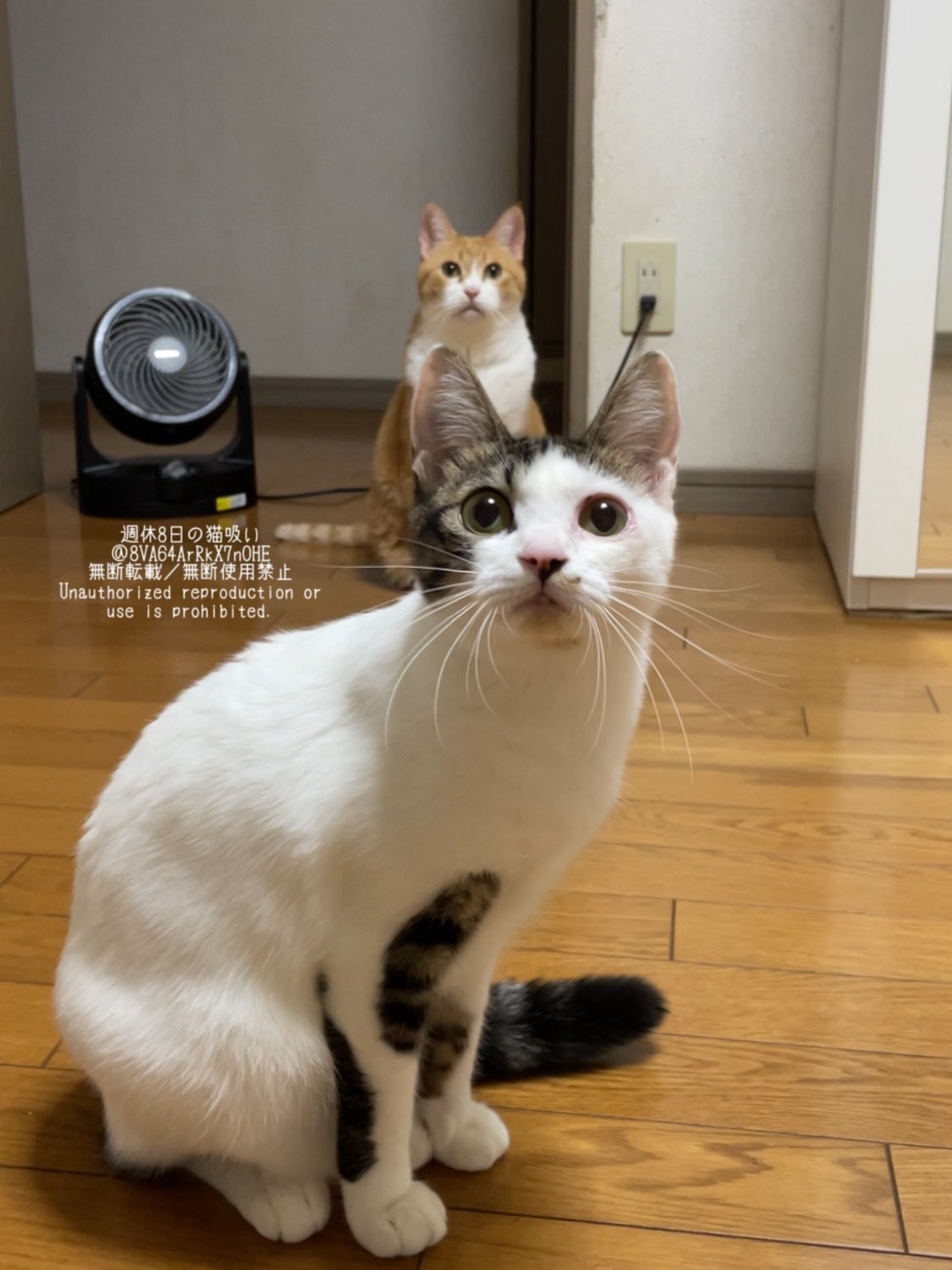 ねこすいページ 週休8日の猫吸い (@8VA64ArRkX7nOHE) / X