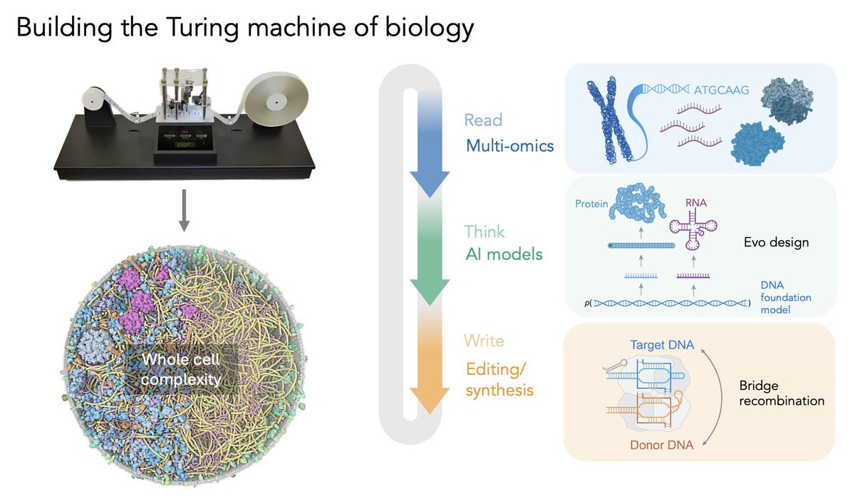 DrAbdulmajeedFR's tweet image. و قد تتفوق هذه التقنية على تقنية كريسبر ,
Bridge RNA 
و تمكن العلماء من تعديل طفرات مسببة لبعض الامراض مما يتيح الاستفادة منها في العلاج الجيني 🧬