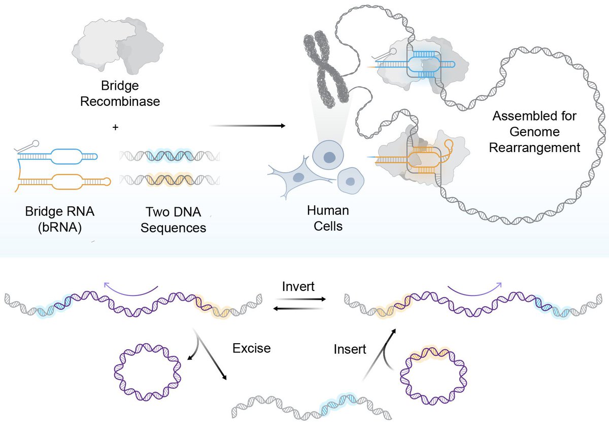 DrAbdulmajeedFR's tweet image. و قد تتفوق هذه التقنية على تقنية كريسبر ,
Bridge RNA 
و تمكن العلماء من تعديل طفرات مسببة لبعض الامراض مما يتيح الاستفادة منها في العلاج الجيني 🧬