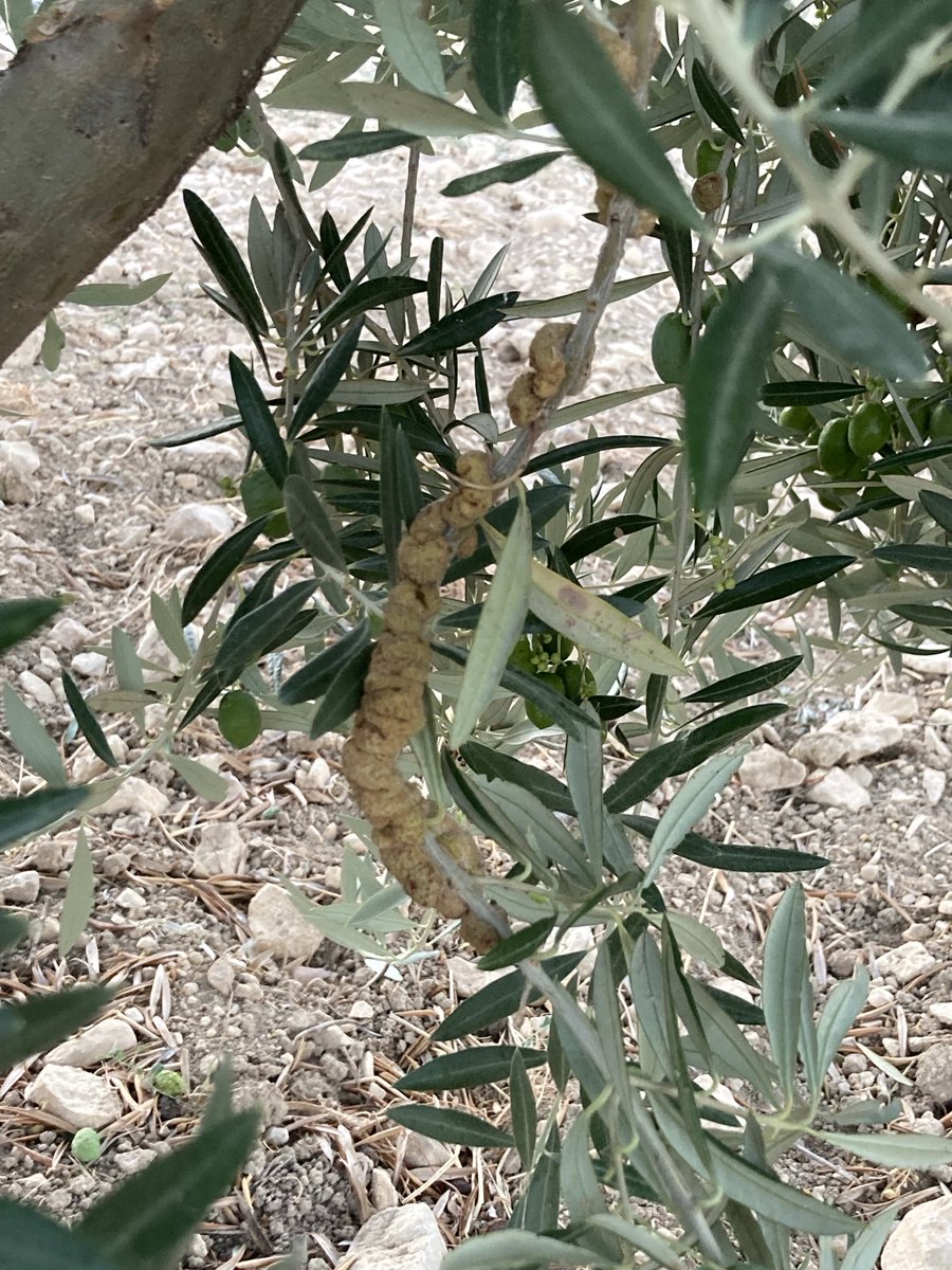 Alguien me puede decir que es esto que tiene la Rama del olivo y que tratamiento tiene ⁦<a href="/mejoradeolivo/">mejoradeolivo</a>⁩