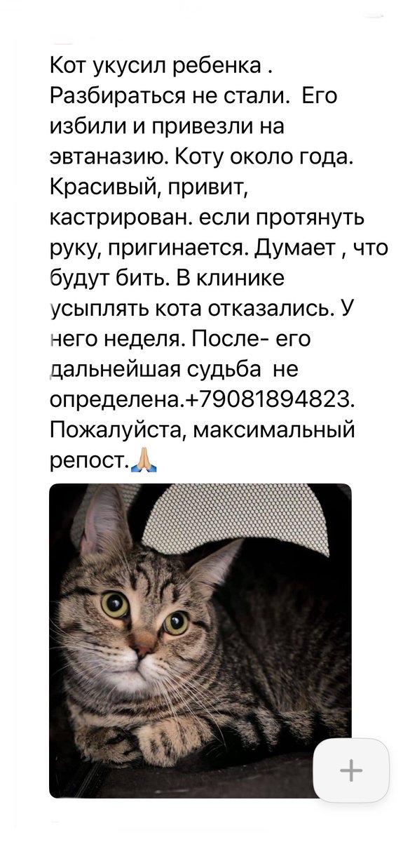 ❗️❗️❗️Срочно нужно спасать котика от усыпления . Кот здоров, но очень напуган ...
Телефон в скрине.