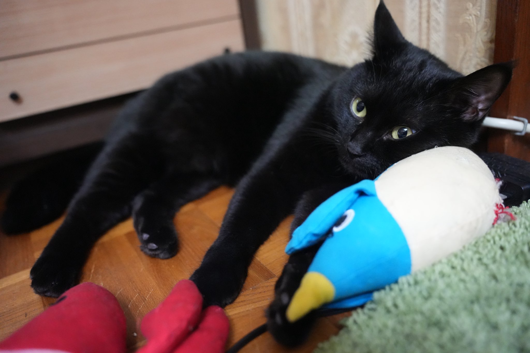 黒猫つくねちゃん太しっぽ on X: 