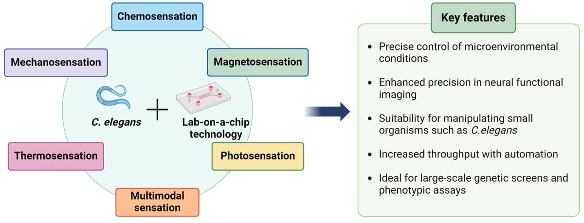 micromach_mdpi's tweet image. Welcome to read “Advanced Neural Functional Imaging in C. elegans Using Lab-on-a-Chip Technology”
mdpi.com/2072-666X/15/8…
#Micromachines #FeaturePaper #EditorChoice #LoC #microfluidics #neural_functional_imaging #calcium_imaging