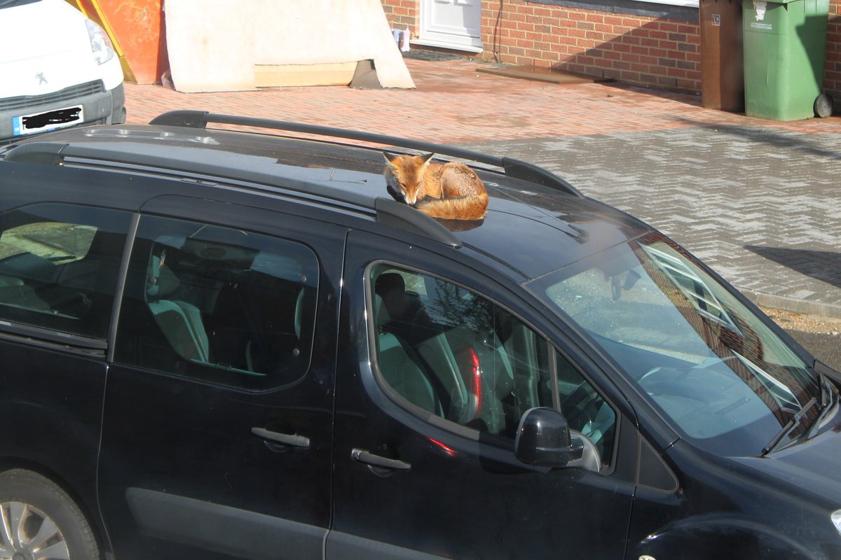 Quick snooze in the car #FoxOfTheDay