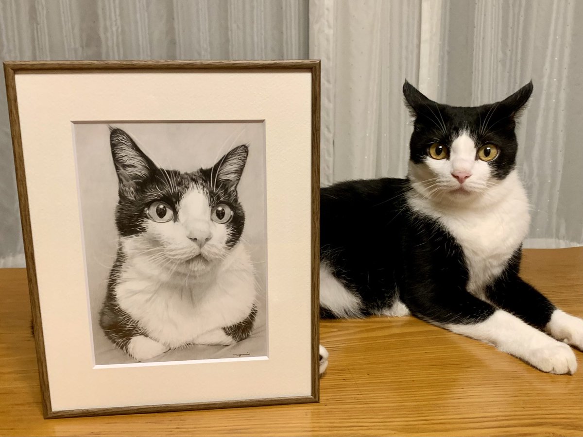 箱入り猫 鉛筆画 鉛筆画 箱入り猫