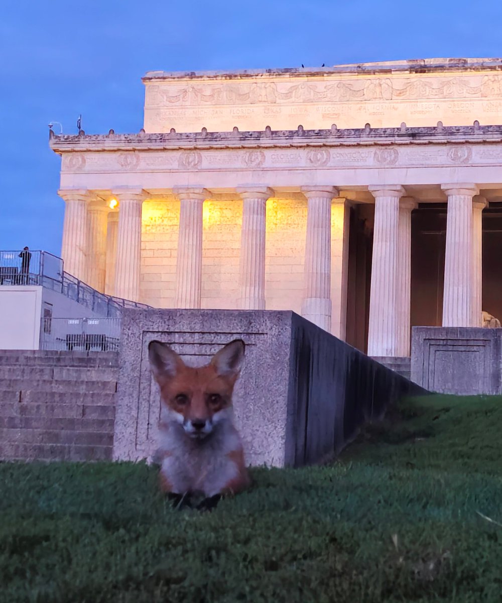 SurferGrl15's tweet image. This morning, sunrise with my little friend 🦊
@capitalweather @washingtonpost @washingtonian 
#wildfox #fox #furryfriend