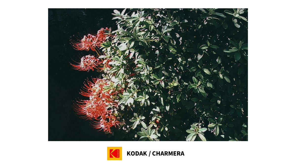 【YouTube更新】
ポップなキーホルダー型で話題沸騰の『KODAK CHARMERA』の爆速レビュー動画を公開しました！

特徴としてはとにかく小さい！
そして小さすぎるがゆえに視認性を捨て去ってしまったカメラです。でもちゃんと写ります。