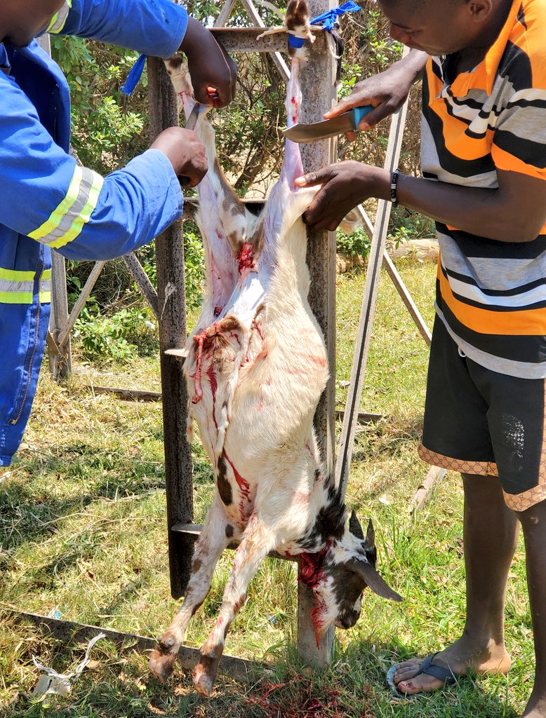 GOAT MEAT PLUG tweet media