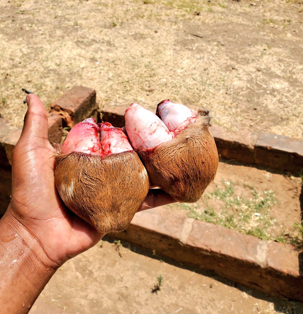 K500.

WHOLE GOAT CARCASS.