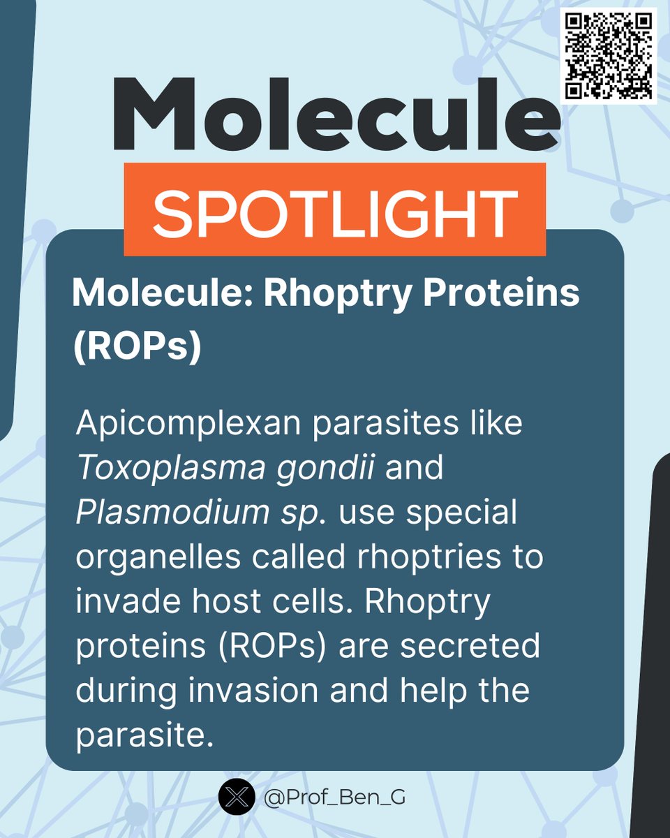 Prof_Ben_G's tweet image. Molecule Spotlight 

Rhoptry proteins (ROPs) help parasites like Toxoplasma &amp;amp; Plasmodium invade host cells, evade immunity, and build a safe “parasitophorous vacuole.”

They’re now studied as vaccine &amp;amp; drug targets, block ROPs, block infection.

#ParasiteWatch #Parasitology