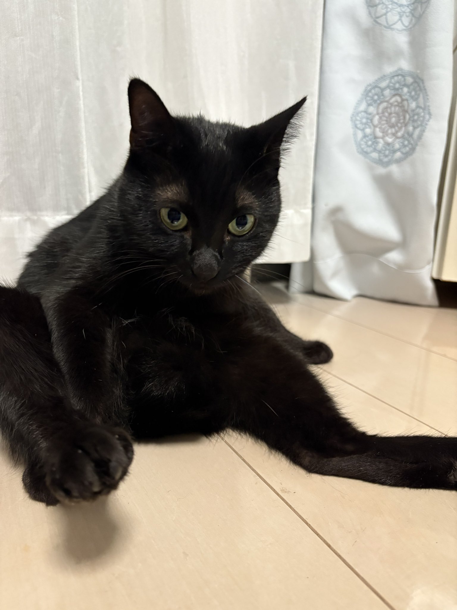 あずきページ あずき🐾 (@Azuki9318) / X