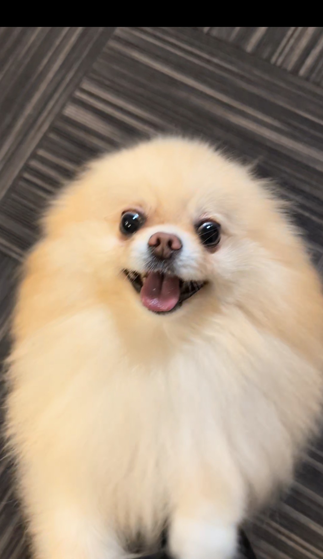 ポメラニアンのような猫 ポメラニアンみたいな猫 | TikTok