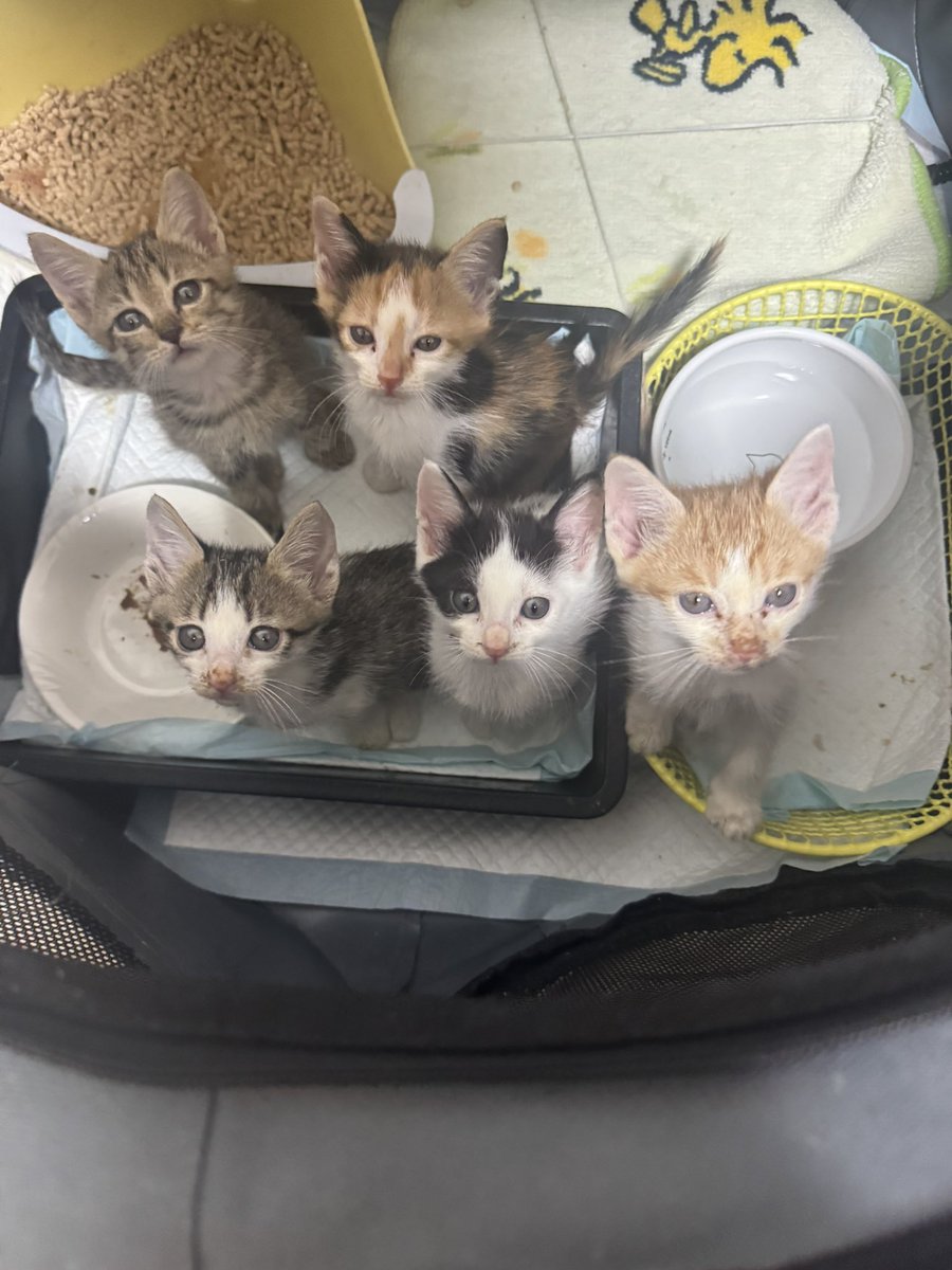 pecochan様御予約❤生後8日子猫ちゃん♡本当にミルク飲めるよ♡ちー出ます♡ 子猫 – търсене / X