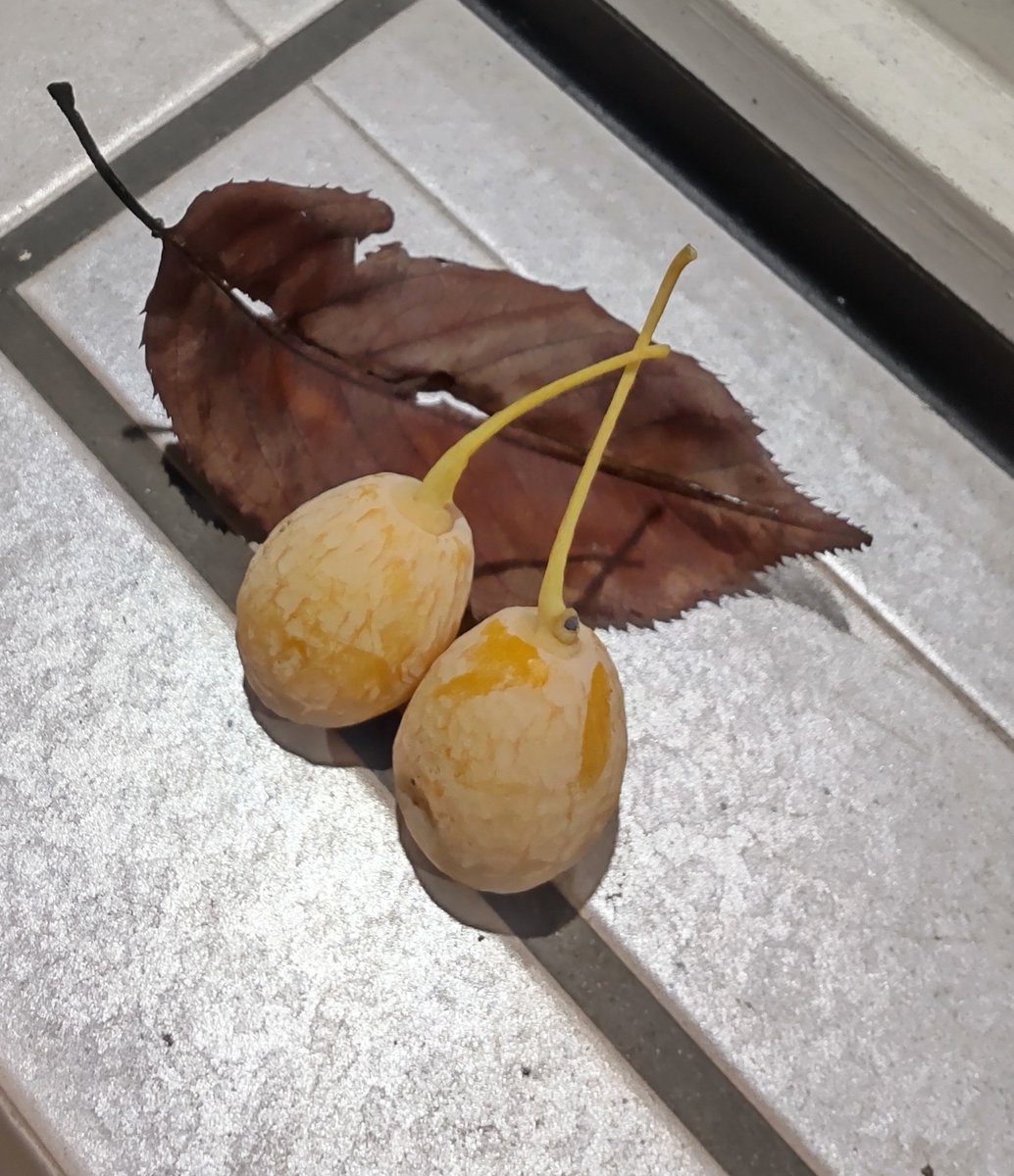 うっかり通りかかるとたまらんけど🥺
煎って塩をちょちょいとふってもらうのもたまらんやつ🍻
なーんだ？

夜道で早速検知しました🥸