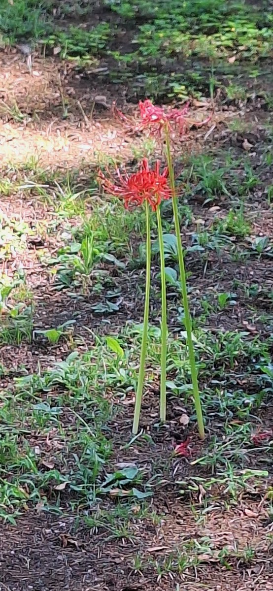 SkyringTV's tweet photo. Art/flower/temple and Sky above 渋谷 (。・ω・。) https://t.co/lYgYyBDJMS