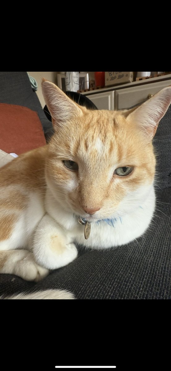 the_only_abi's tweet image. Eric has disappeared. I’m desperately hoping stuck somewhere rather than the alternative. If there’s anyone local (Sheffield, S8), I’d appreciate it if you could retweet this please 🤞🏻 #CatsofTwittter #Sheffield #HelpSheffield