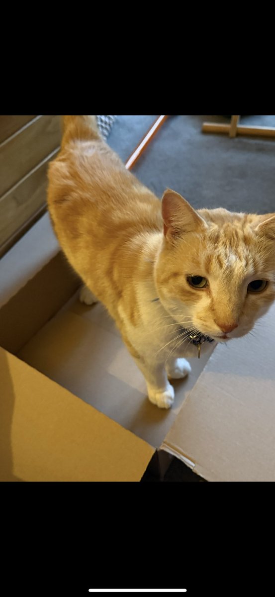 the_only_abi's tweet image. Eric has disappeared. I’m desperately hoping stuck somewhere rather than the alternative. If there’s anyone local (Sheffield, S8), I’d appreciate it if you could retweet this please 🤞🏻 #CatsofTwittter #Sheffield #HelpSheffield