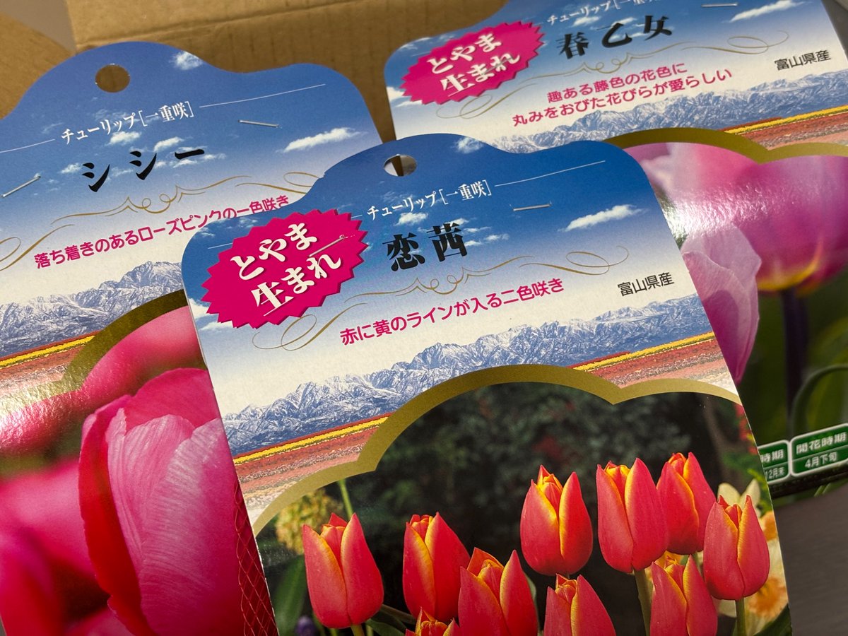 チューリップ チューリップ