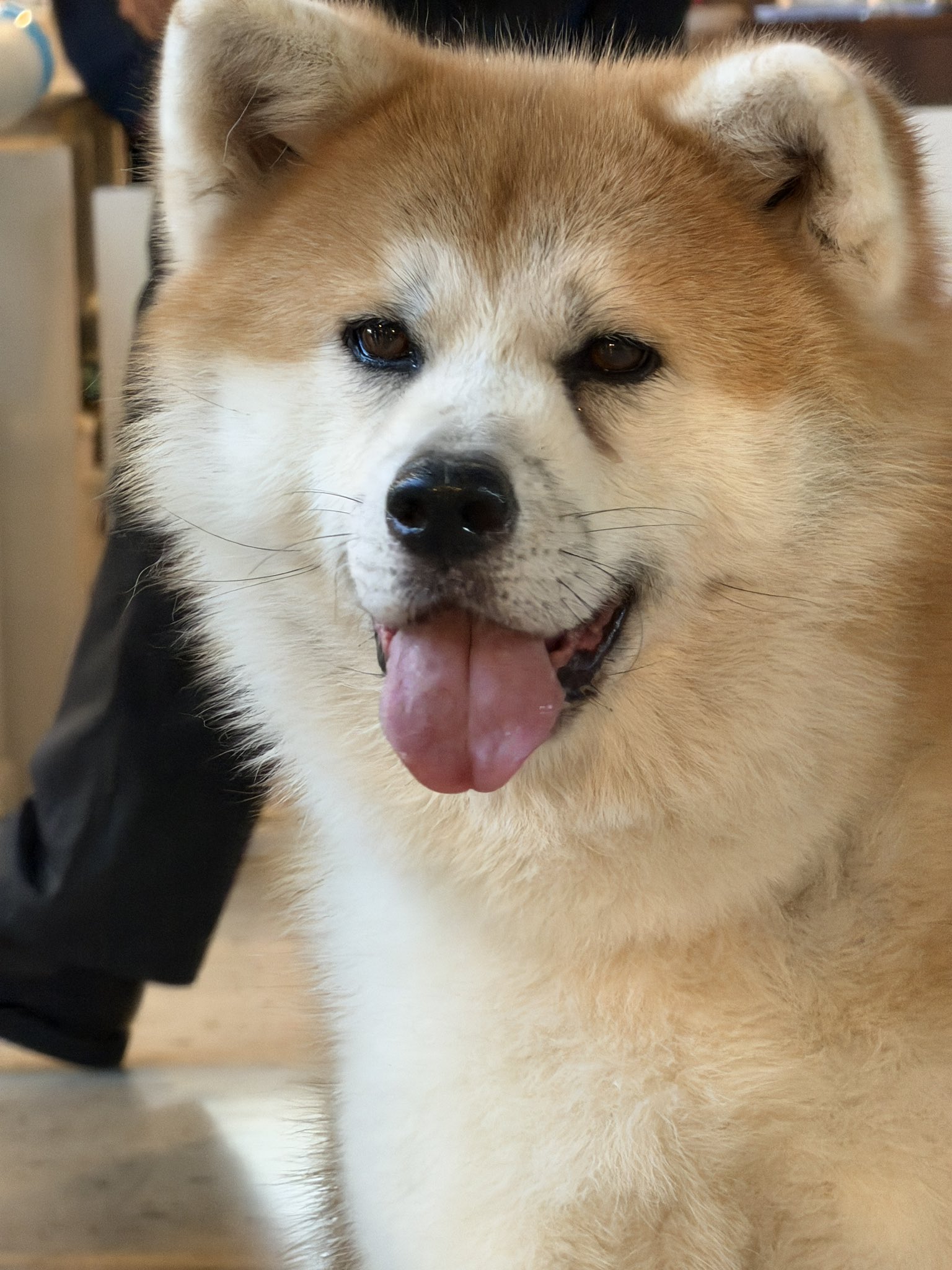 秋田犬★ 本日は銀光女号が来てくれています】 令和7年7月4日（金） #秋田
