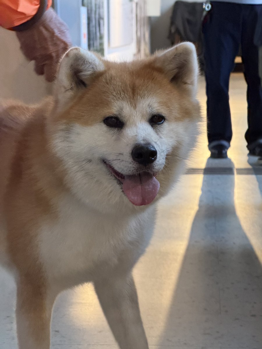 秋田犬★ 秋田犬 28 | HANSA