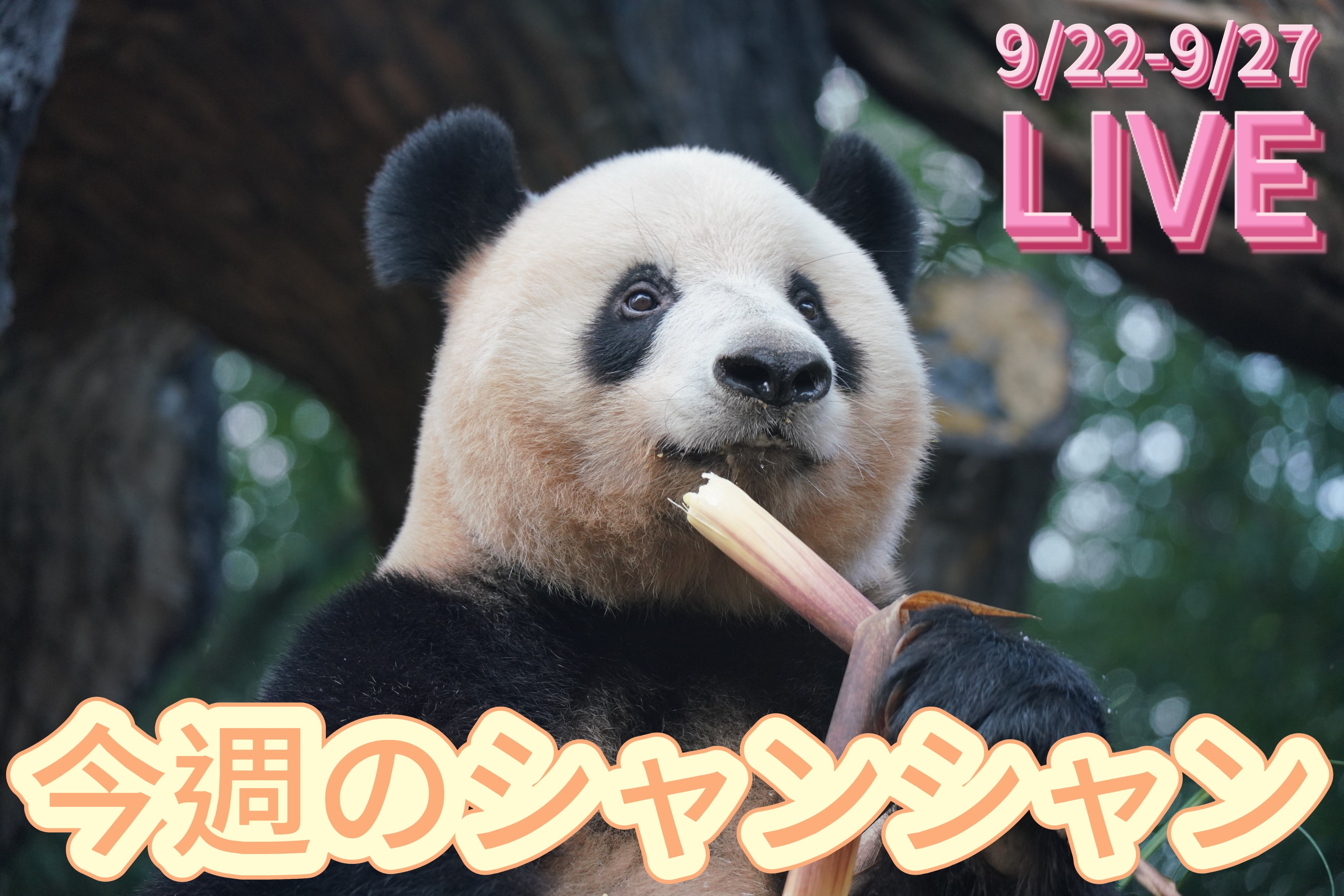 金華山パンダとこぱんだページです☆ パンダコパンダ ピンズ (パンちゃん) | どんぐり共和国そらのうえ店
