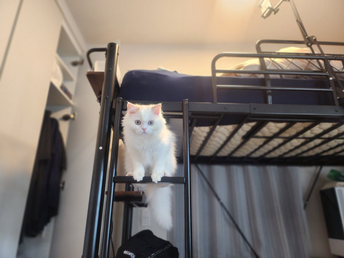 pecochan様御予約❤生後8日子猫ちゃん♡本当にミルク飲めるよ♡ちー出ます♡ 子猫 – търсене / X