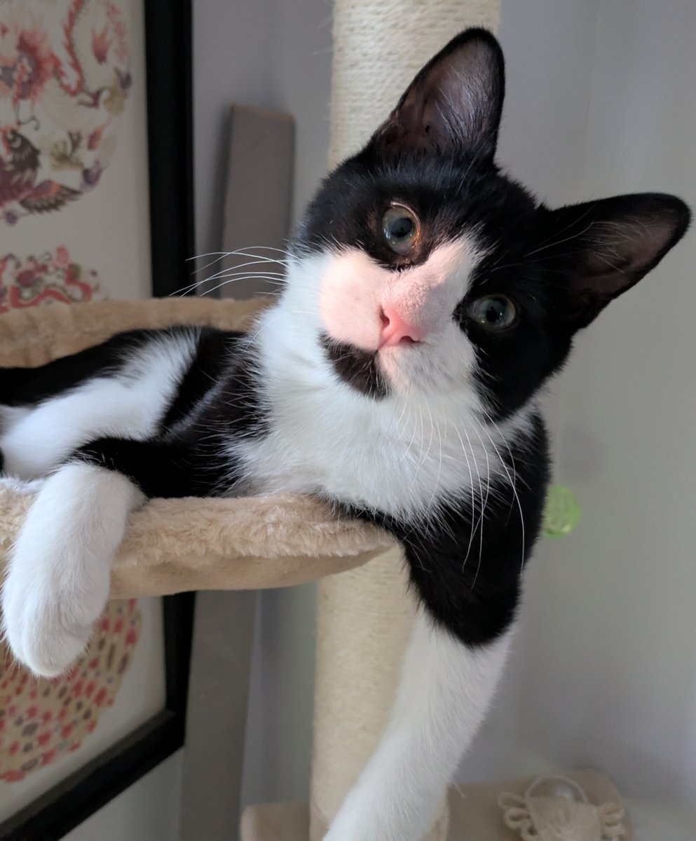 Adoption updates are our favourite! 🥰 Here's a lovely update from Stan's new family: "We absolutely love having Stan around - he brings so much joy and fun. He always wants to play, but also wants the occasional snuggle." #HappilyRehomed