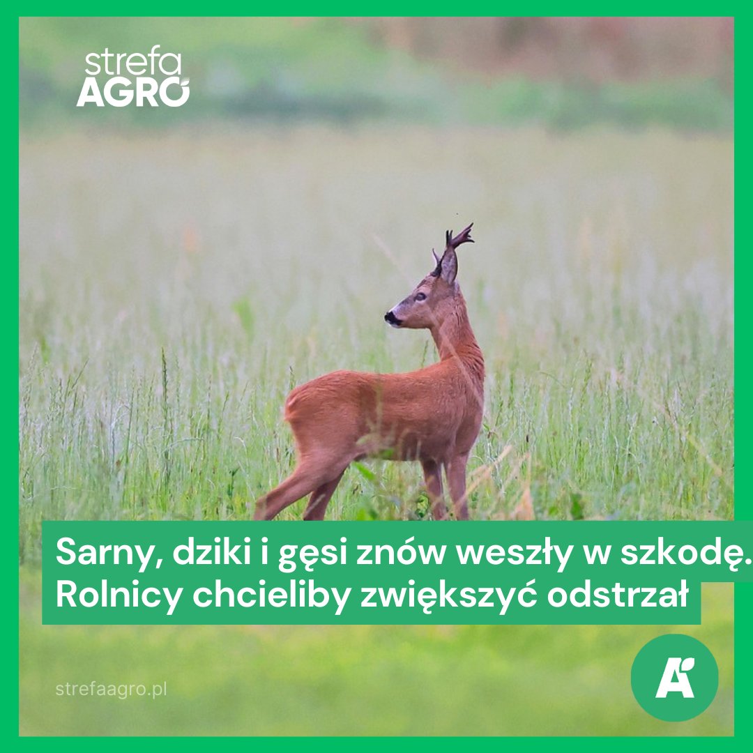 W ciągu 20 lat liczba łosi urosła 40-krotnie. Coraz więcej mamy jeleni i lisów. Zwierzyna leśna wchodzi w szkodę u rolników, którzy chcieliby zwiększonego odstrzału. strefaagro.pl/sarny-dziki-i-…