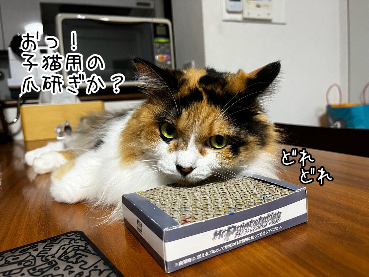ねこねこ55 ねこねこ55のオープニングテーマ - Single - チャットモンチーの