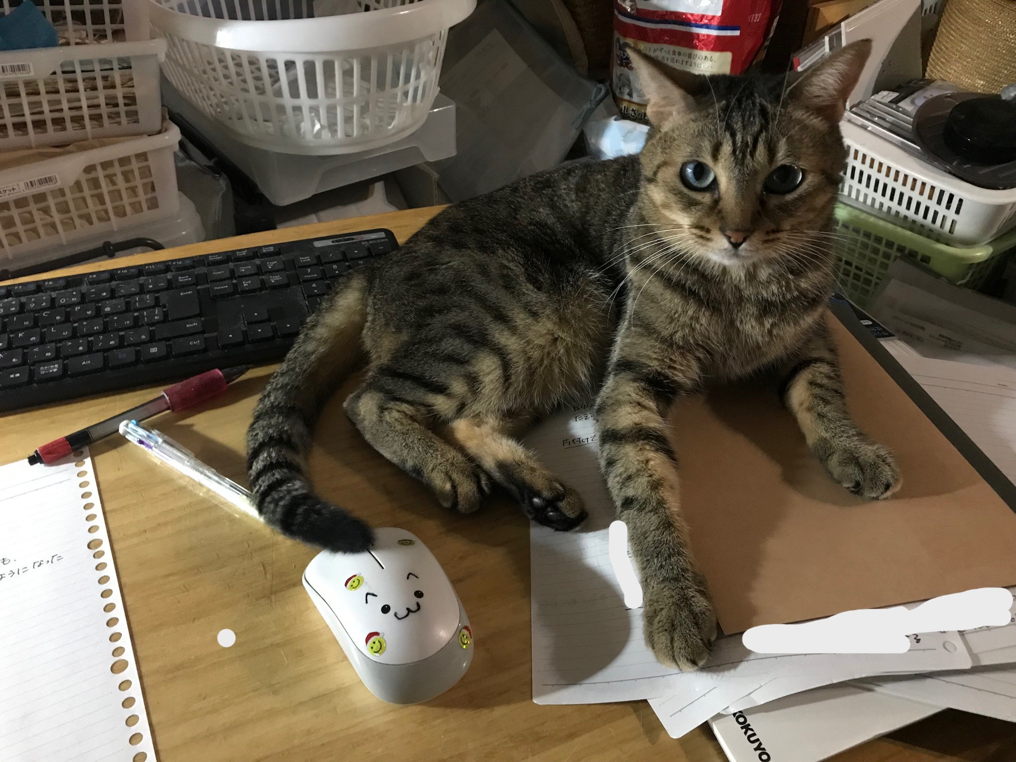 キジトラ猫　ねこ　ネコ　CAT こうめさん😻 その手は何⁉️🤔🐾🥰 #キジトラ猫 #きじとら #猫の