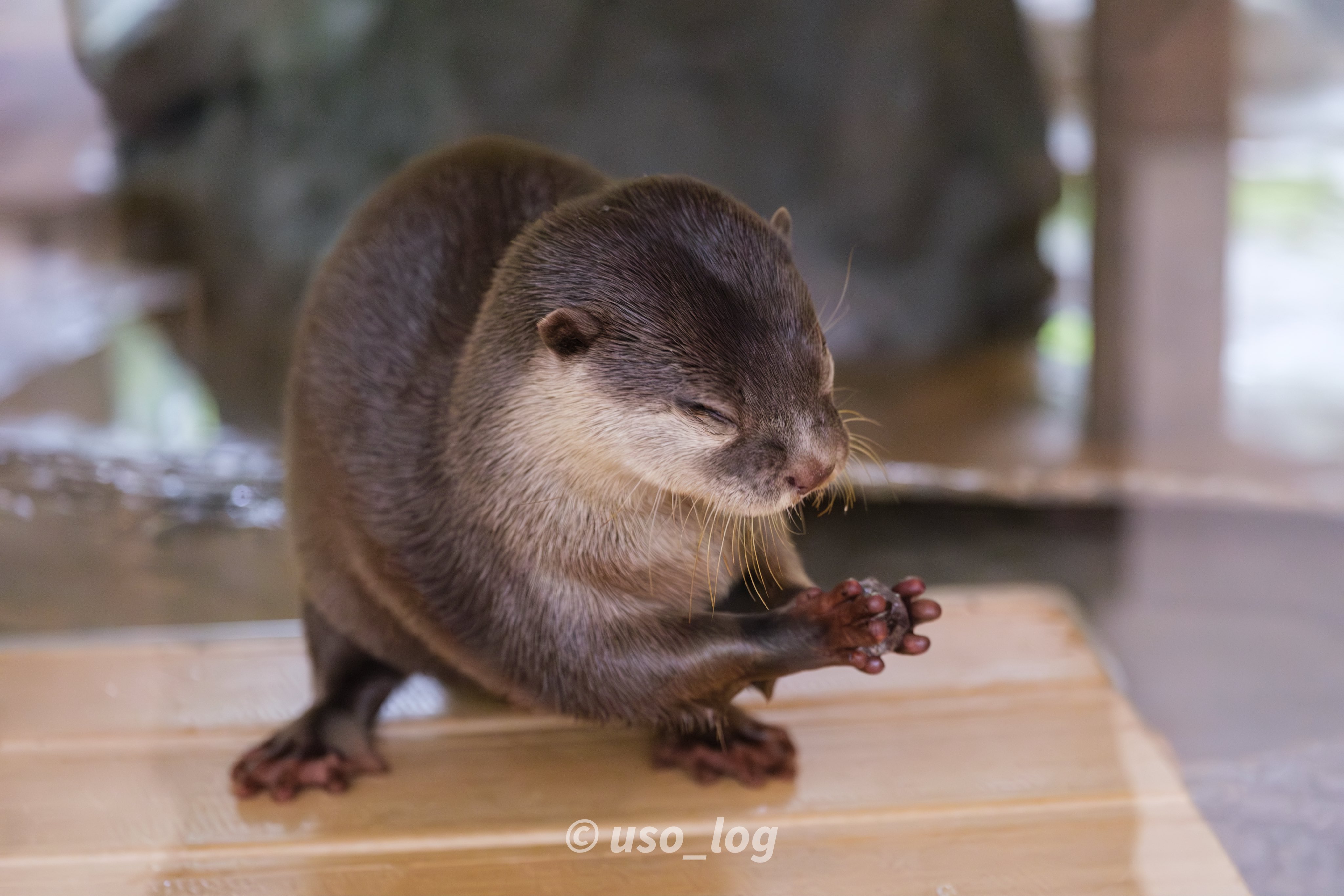 コツメカワウソ 100K SUB SPECIAL! Kotaro the Otter Best Memories - YouTube