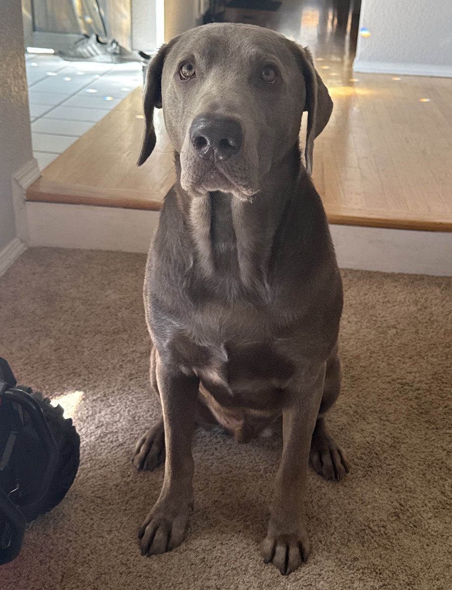 Gunnar my good Boiii