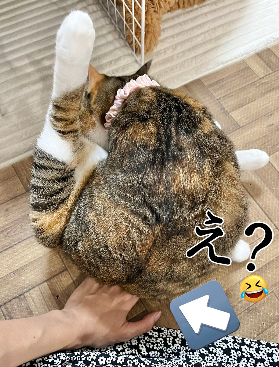 縞ミケ保護猫ナナちゃん (@777nanachaaaan) / Posts / X