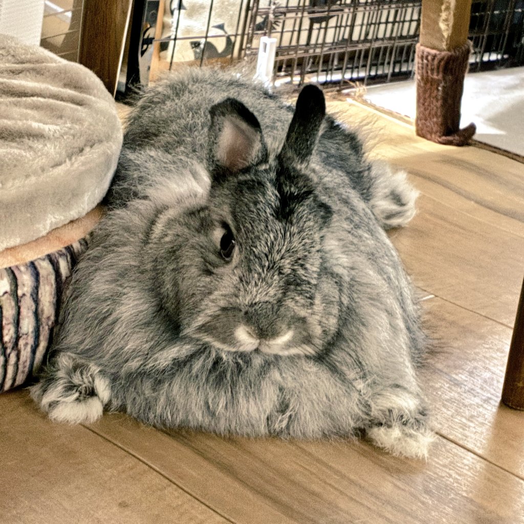 いつもは手を揃えて寝そべるのに、この時だけは何故か両手開きスタイル。