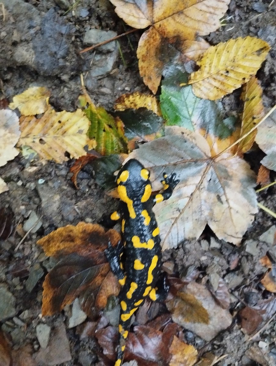 CryptidGlitter's tweet photo. Dneska na procházce bylo hodně mloků 🦎 https://t.co/grnl3w9qrQ