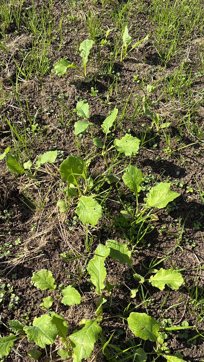 Jerry Moloney tweet media