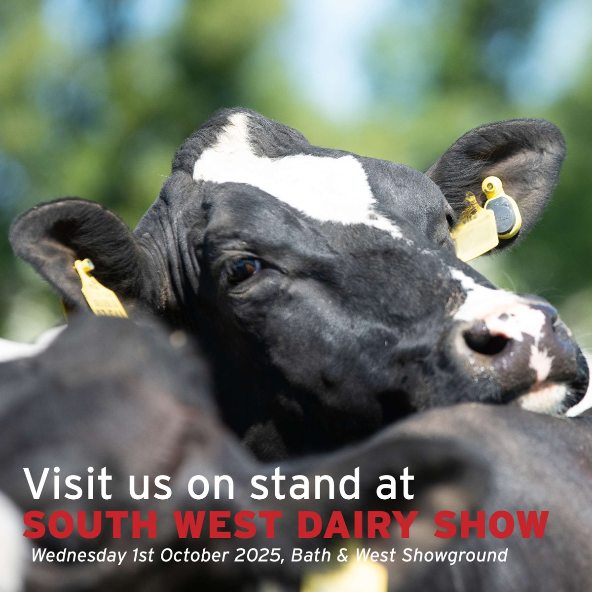 Next week we are heading to the South West Dairy Show, come and visit the team on stand No.200 in the  Showering Pavillion. 🐮
#geneticsforlife
