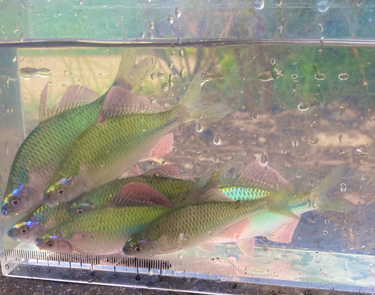 濁りが入っているのが良かったのか縄張りオスがたくさん釣れました。
#カネヒラ　#タナゴ釣り