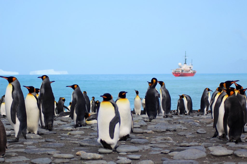 GovSGSSI's tweet image. 🐧 We’re looking for someone to join the Stanley-based team to oversee the full range of #operations in this diverse and exciting UK Overseas Territory, where conservation is at the heart of everything.

More information can be found here:
gov.gs/appointments/

#recruiting