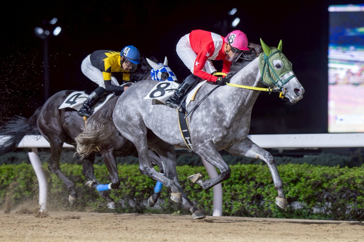 野畑凌 tweet media