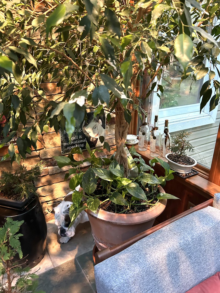 Played a little hide-and-seek this morning.