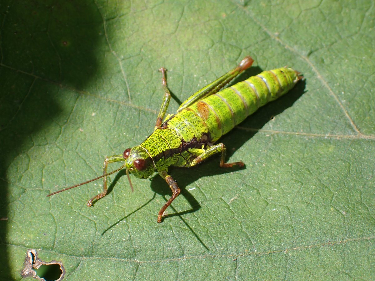 ハヤチネフキバッタの時期はそろそろ終わりかな？
この個体も結構くたびれてた