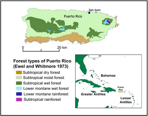 consbiog's tweet photo. New paper out! 🌿

🌴 #Invasivespecies, together with land-use change &amp; habitat factors, can significantly reshape native #forest diversity, with lasting consequences for biodiversity management &amp; #conservation 

https://t.co/AquRhUbOLi https://t.co/hMSKpdHQMW